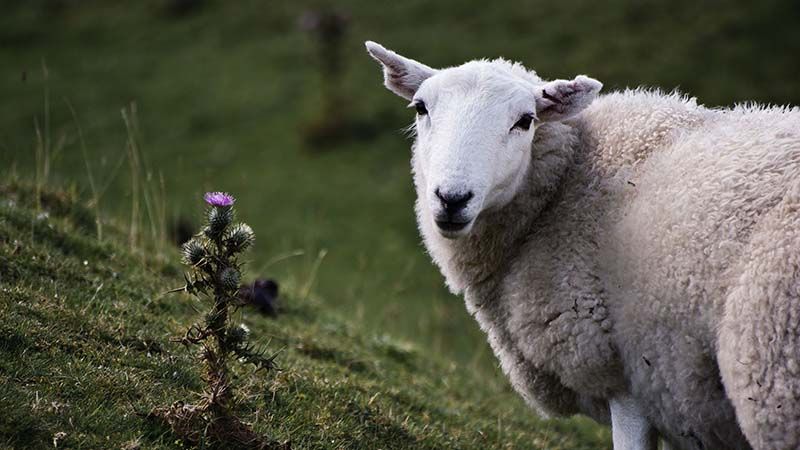 Wooly